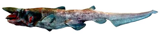 Mitsukurina owstoni _027898.jpg